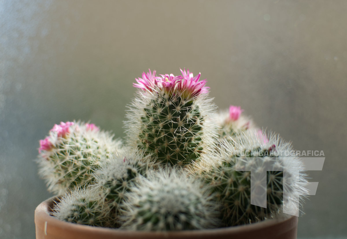 Pianta di cactus fiorita